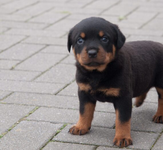 Kira – onze Rottweiler pup