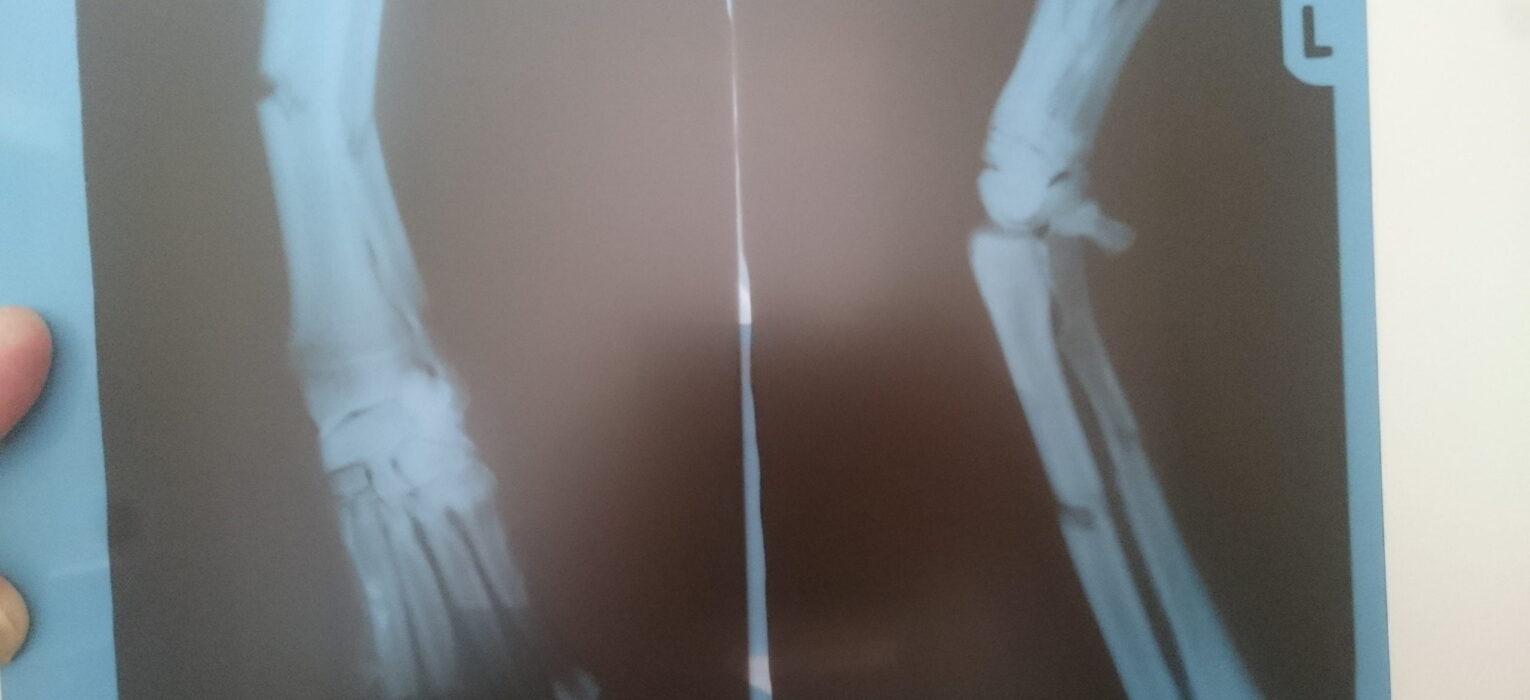 Uitgelichte afbeelding