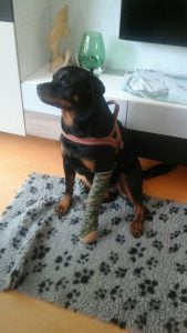 spalk
