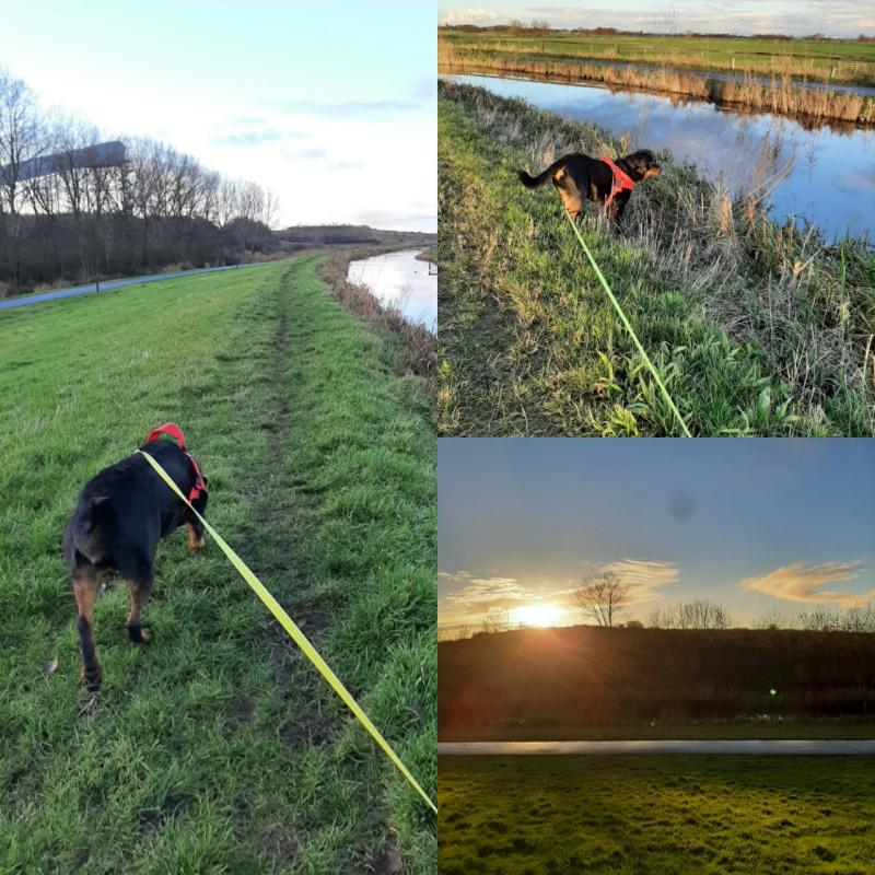 Kira in de polder